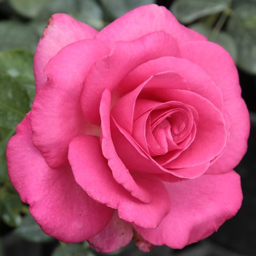 Rozenstruik - Webwinkel - theehybriden - roze - Rosa Lucia Nistler® - matig geurende roos - Hans Jürgen Evers - De sterke kleur van deze roos combineert goed met lichtroze, witte en blauwe bloemen en zilver loof.
